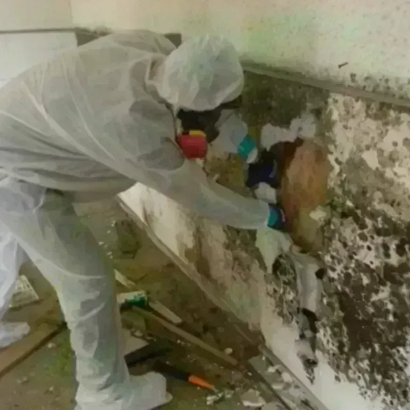 Mold Remediation and Removal in Oakland, SC